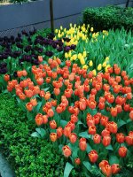 hoa-tulip-no-bao-lau-se-tan.jpg