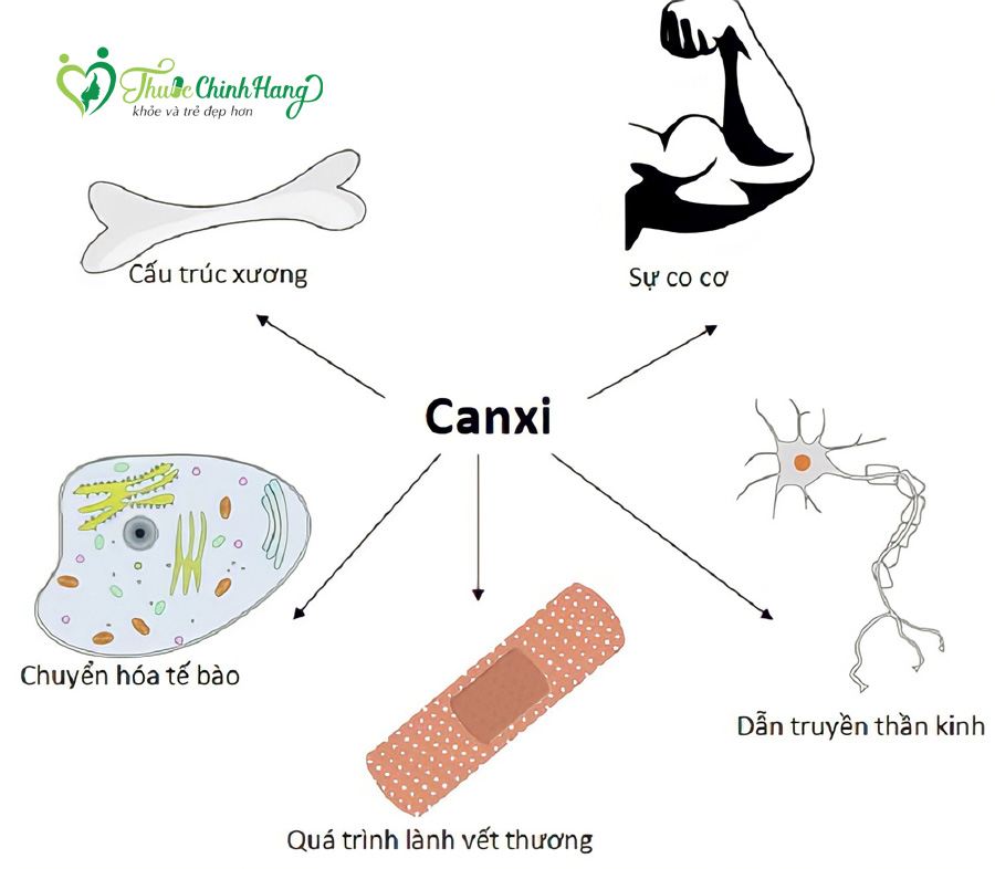 canxi co cong dung gi