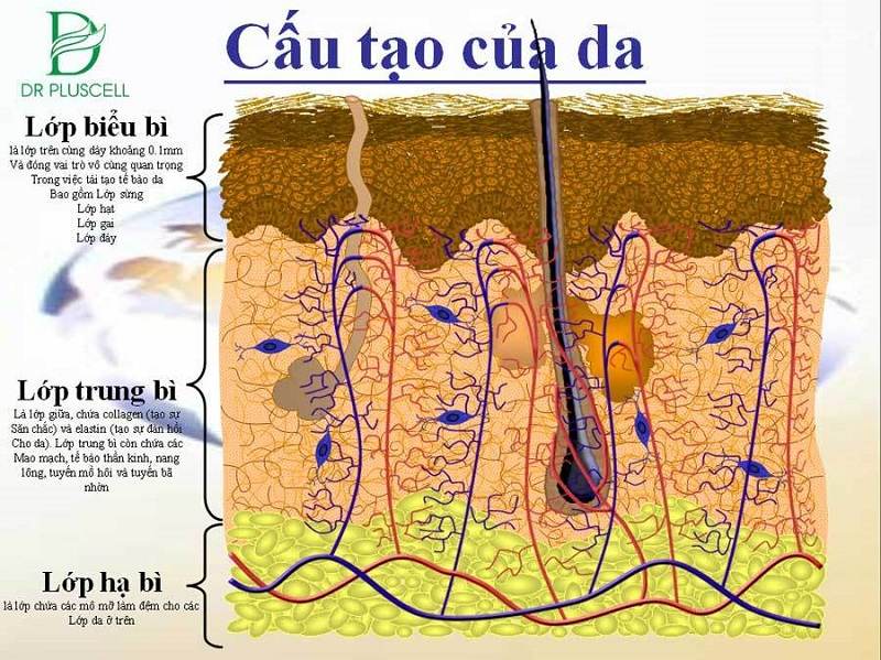c%E1%BA%A5u-t%E1%BA%A1o-l%C3%A0n-da-1.jpg