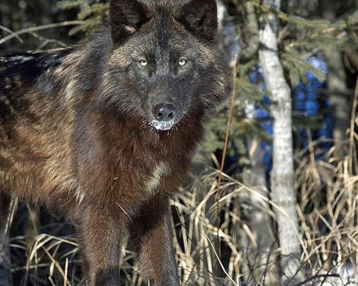 minnesota-ely-wolf-center.jpg