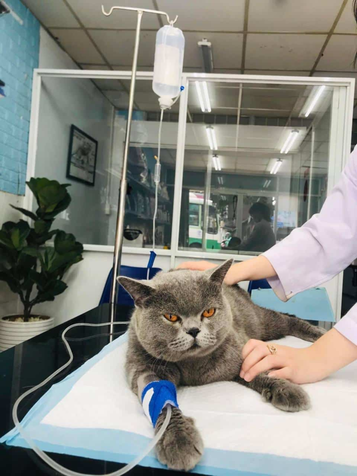  PHÒNG KHÁM THÚ Y VĨNH LỘC VET