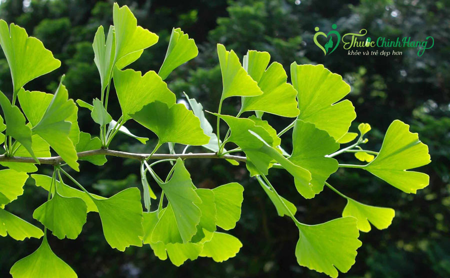 Ginkgo-Biloba-co-cong-dung-gi.jpg