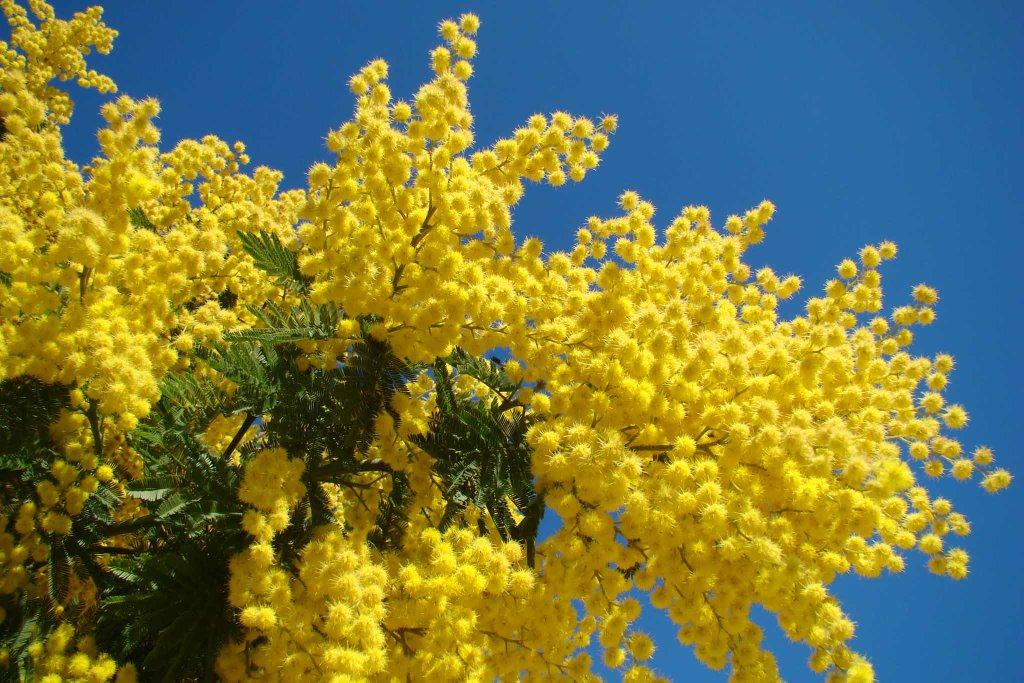 hoa-mimosa-da-lat-co-bao-nhieu-loai-hoa.png
