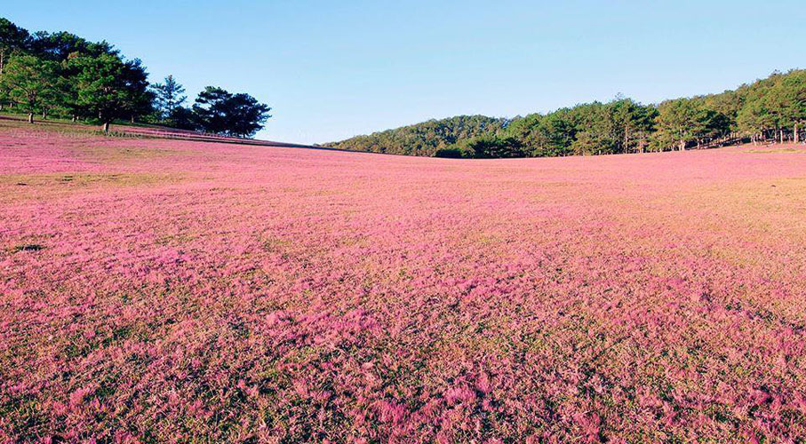 mua-co-hong-da-lat.jpg
