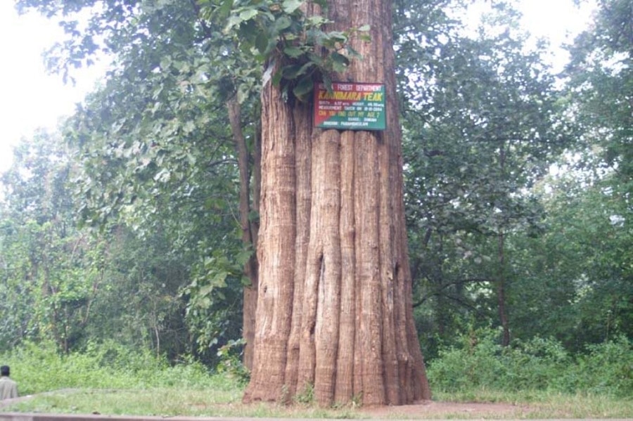 teak-1.jpg