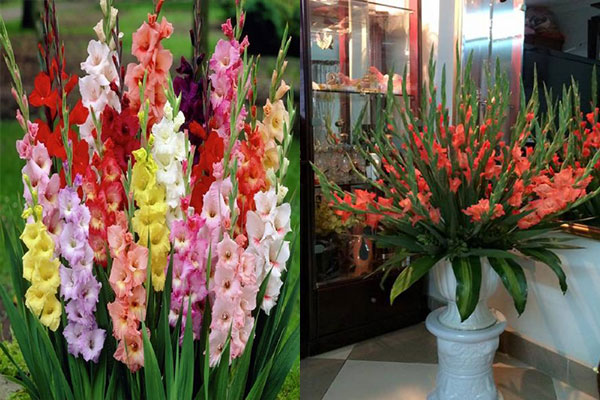 Cách trồng hoa lay ơn nở đúng Tết