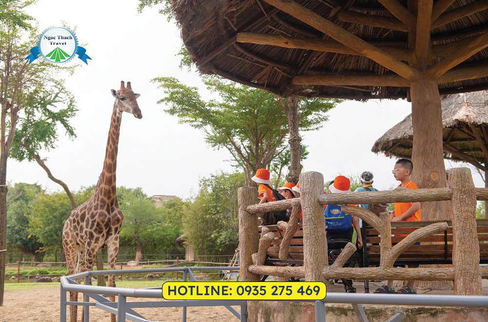 Trải nghiệm safari tại VinWonders Nam Hội An với Vé VinWonders Nam Hội An xuất QR.