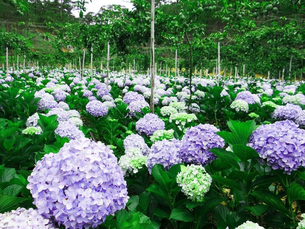 hoa-cam-tu-cau-nhung-loai-da-dep-nhat-da-lat.png
