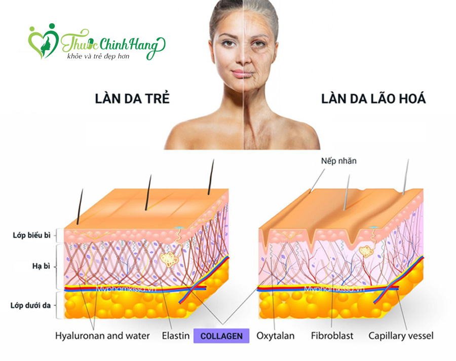 do tuoi nao nen bo sung collagen