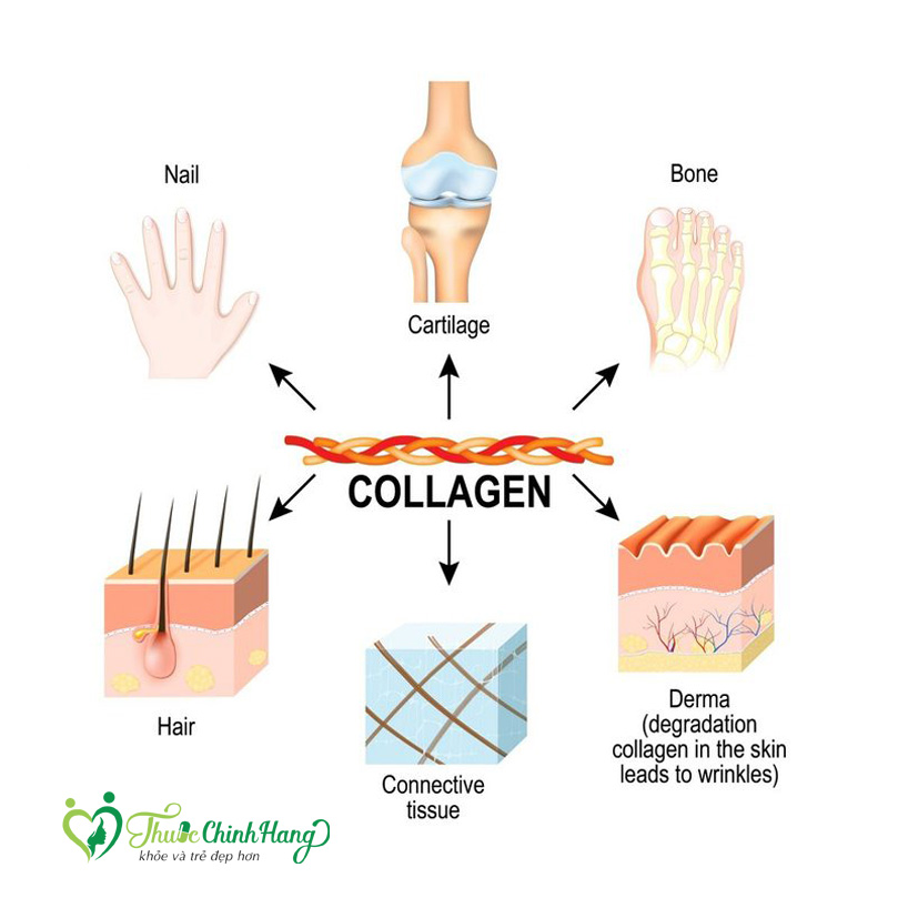 tac dung cua collagen copy
