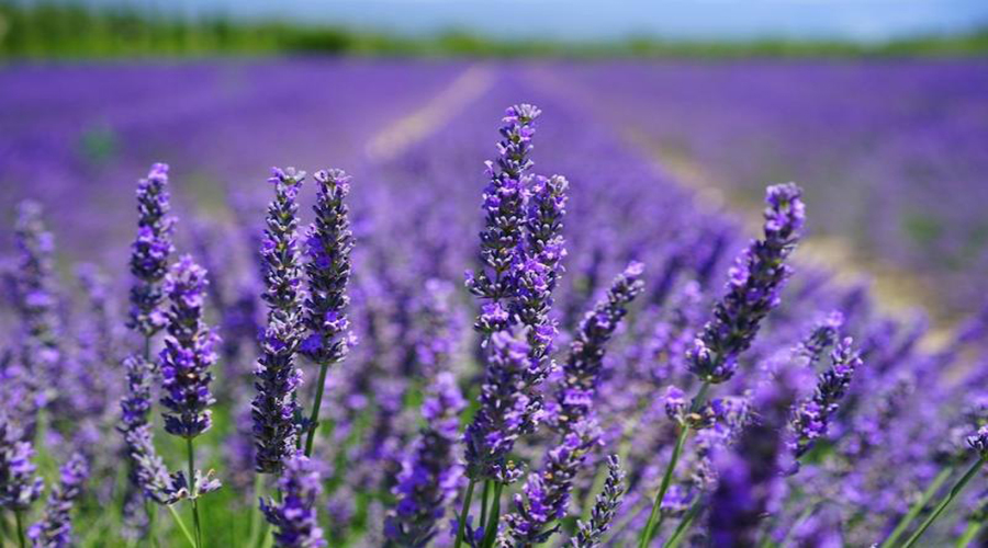 hoa-lavender-nhung-loai-da-dep-nhat-da-lat.png