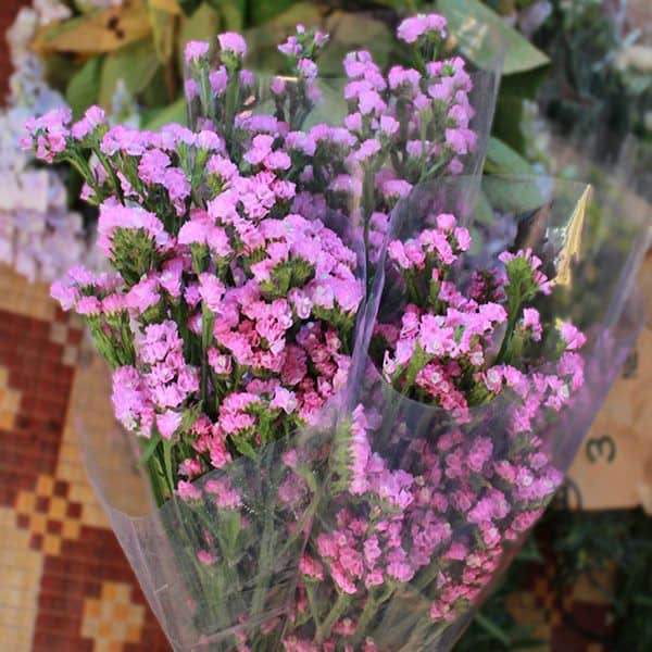 Cách trồng chăm sóc hoa salem