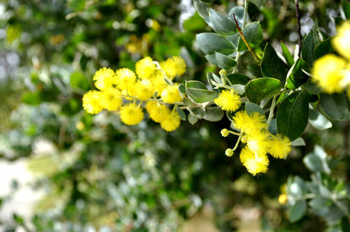 dalat3.jpg