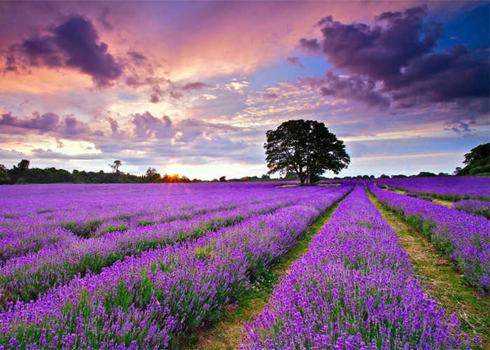 canh-dong-lavender-da-lat.jpg