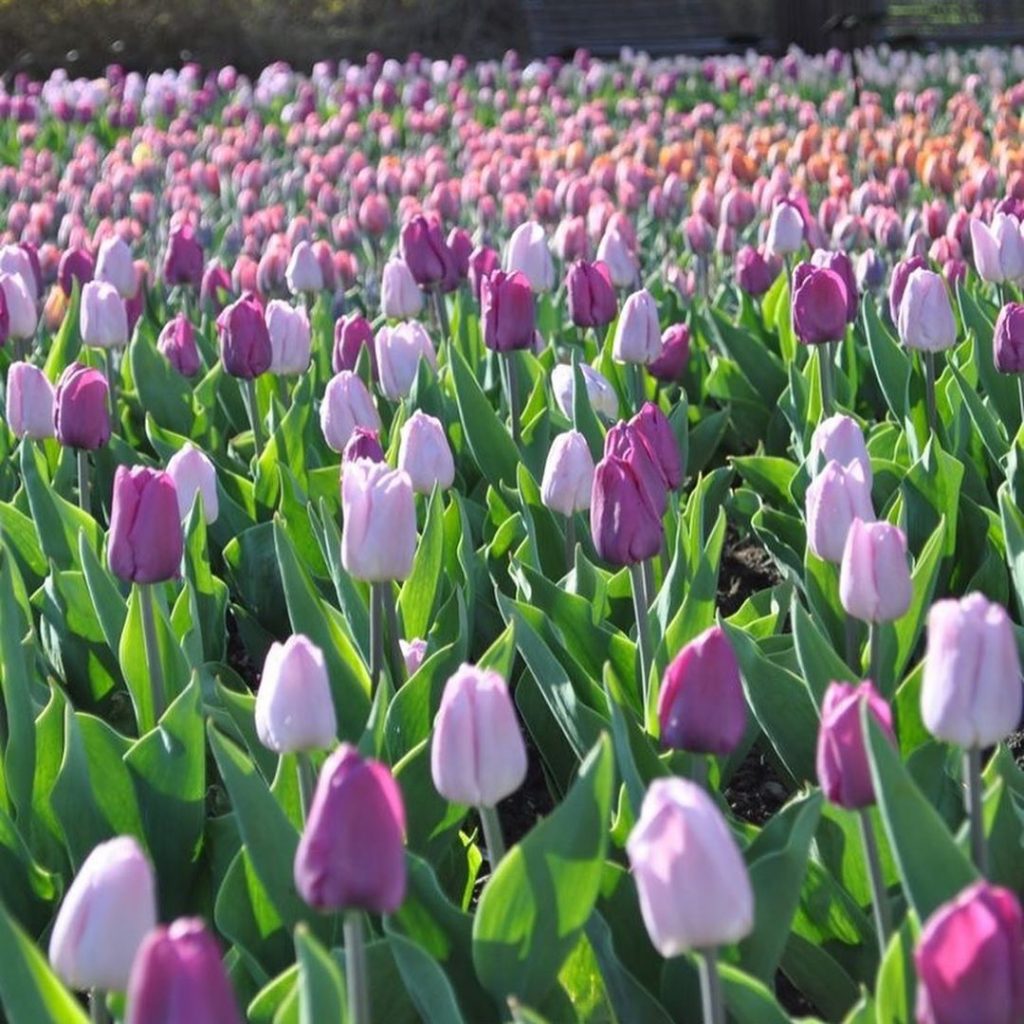 hoa tulip nở vào tháng mấy