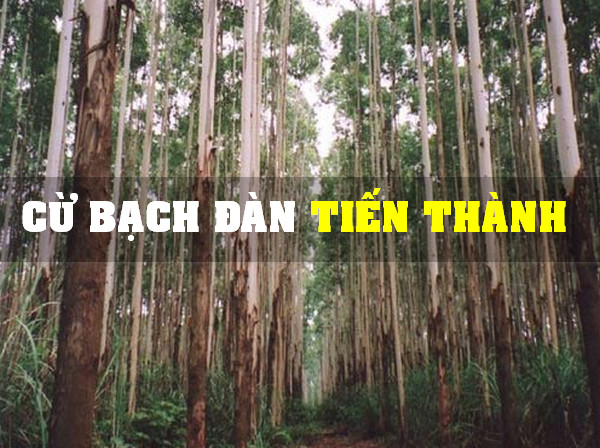 cu-bach-dan-tien-thanh.jpg