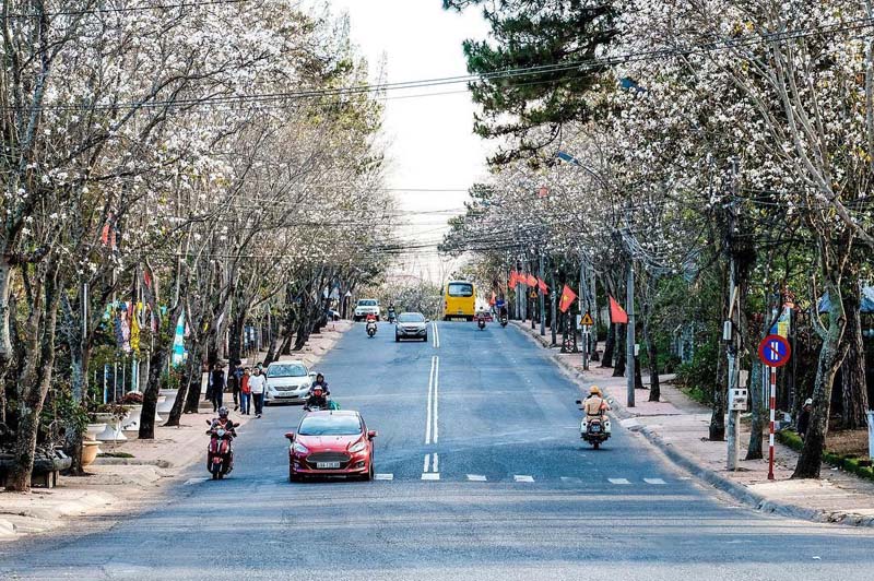 mua-hoa-ban-trang-da-lat.jpg