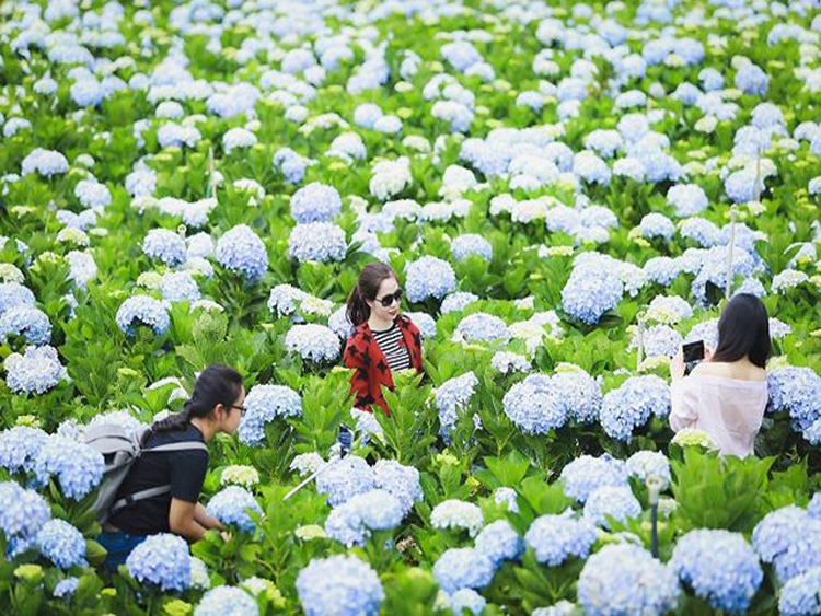 tham quan cánh đồng hoa cẩm tú cầu