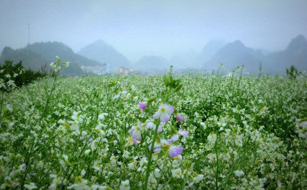 du-lich-moc-chau_zps75d8hcgg.jpg