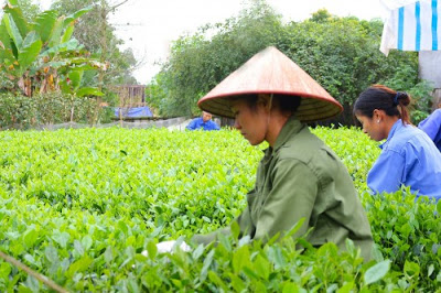mua-che-tan-cuong-o-dau-uy-tin-1.jpg
