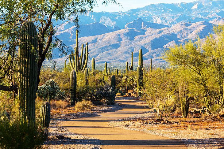 arizona-tucson-saguaro-national-park.jpg