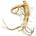 herberex_asainpanaxginseng_140.jpg