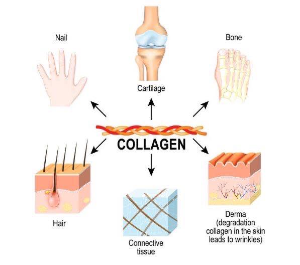 tam-quan-trong-collagen.jpg